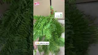 عرض مجموعة 10 نباتات مع بوكس جربت تنتج نبتة من عقل...