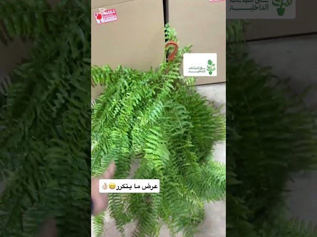 عرض مجموعة 10 نباتات مع بوكس جربت تنتج نبتة من عقلة مجاناً