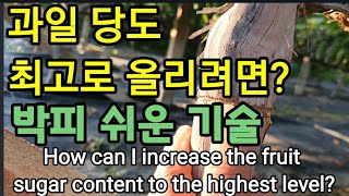박피로 과일당도 최고치  올리기 How can I increase the fruit sugar content…