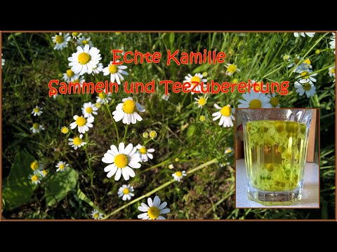 Echte Kamille 🌾 | Sammeln, Tee zubereiten und Heilwirkungen