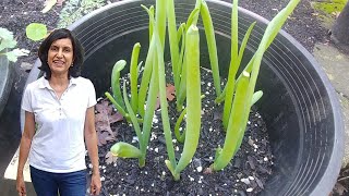 Growing green onions from green onion roots (with actual results)