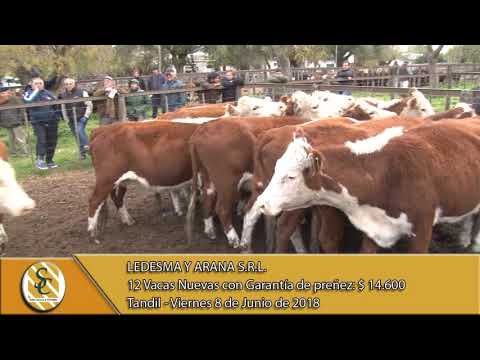 08-06-18 Venta de Vientres - Ledesma y Arana S.R.L. - Tandil.