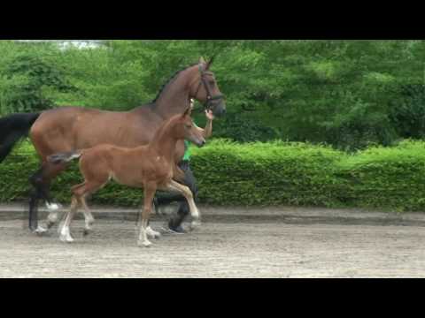 "Vivandine" SF 2017 v. Vitalis x Fidertanz x De Niro