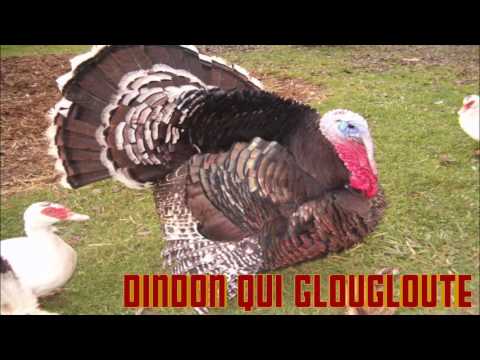 download lagu mp3 mp4 Son Dindon, download lagu Son Dindon gratis, unduh video klip Download Son Dindon Mp3 dan Mp4 Youtube Gratis