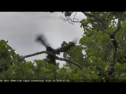 AEF DC EAGLE CAM: 15 JULY 2018 - Victory's Sunday Adventure