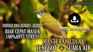 Download lagu Masteran Burung Cucak Jenggot   suara Air dengan Jeda 2Menit - 3Menit mp3