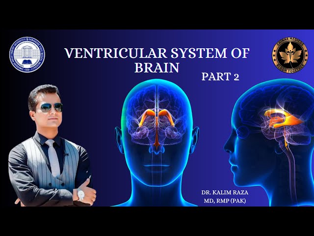 Understanding the Ventricular System of the Brain, Cerebrospinal Fluid ...