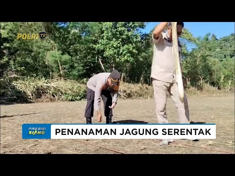 POLSEK LASUSUA LAKSANAKAN PENANAMAN JAGUNG KUARTAL III