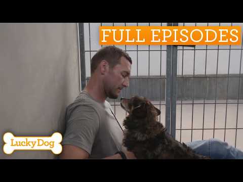 Abandoned Terrier Forms Amazing Bond With Children | Lucky Dog Double Episode