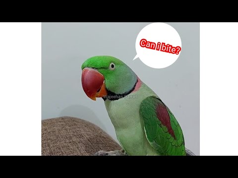 This parrot asks permission before biting!! 🤯