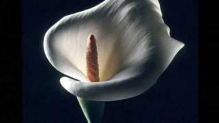 LUZ CASAL Sentir  depende949