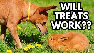 How to Make Reward-Based Dog Training Work (Even Around Distractions!)