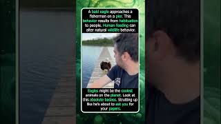 Why This Bald Eagle Walks Toward a Fisherman