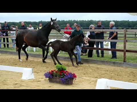 29. Stute, geb. 06.05.2022 – V: Iron M: Dante Weltino – Don Romantik