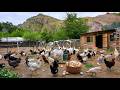 Maximizing Egg Production Natural Free Range Chicken Farming Secrets