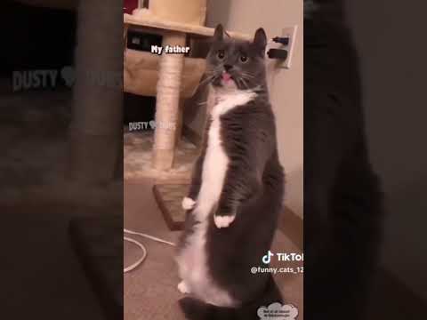 Daily life of a cat😂 #fy #fypシ #trending #funny #funnyvideos #trend #tiktok #shortsfeed #lol