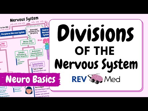 Nervous System Divisions: Draw it out! (Neuroanatomy)