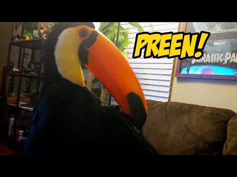 Toucan Preening It's Feathers (Up Close)