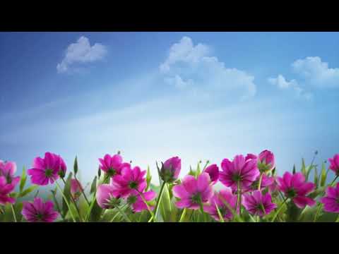 Flower Avi Background || Ishaq Entertainment