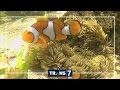 Dunia Binatang Trans7 Ikan Hias
