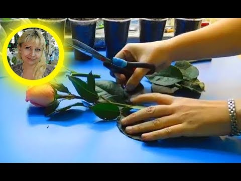 🌹🌹🌹КАК ВЫРАСТИТЬ РОЗУ ИЗ БУКЕТА !