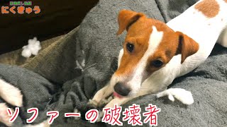 【ジャックラッセルテリア】ソファーを破壊！やられたぁ〜〜「動物癒し動画」にくきゅう
