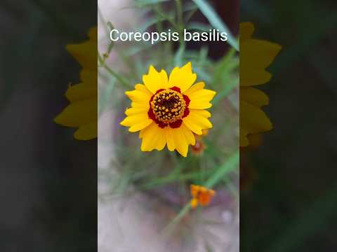 , title : 'coreopsis basilis summer flowering plant🌻 growing season n flowering time youtubeshorts#shorts'