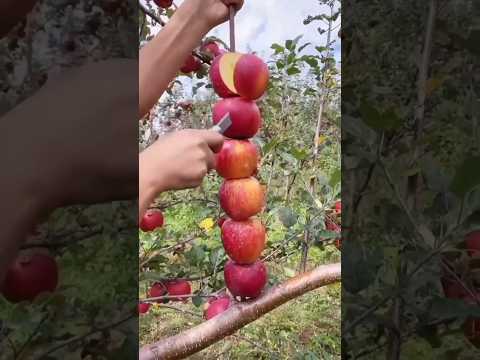 Delicious red apple cutting! | shorts | 😋🍒🍎🍋🍊🍐 | #shorts #viral #shortvideo