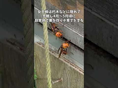 コマドリを鳥の巣箱に引き寄せる方法