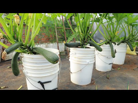 Growing Zucchini At Home In A Container - Large, Long Fruit - 1 To 72 Day Diary