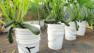 Growing Zucchini At Home In A Container - Large, Long Fruit - 1 To 72 Day Diary