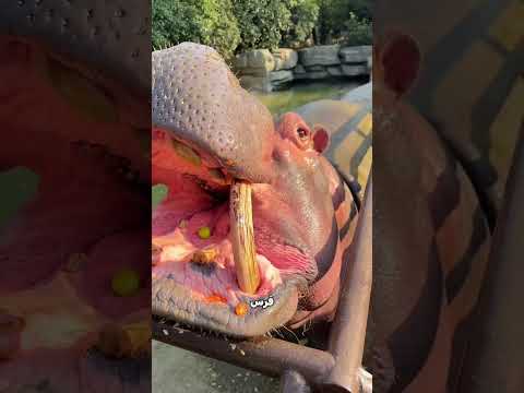 فرس النهر صدم صاحبه! 🤯