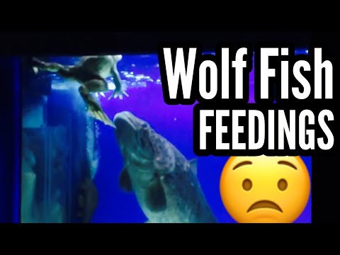 Warning: Wolf Fish Feeding Compilation