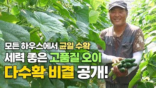 오이 농사 모든 하우스 균일 수확! 고품질 오이 다수확 비결 공개