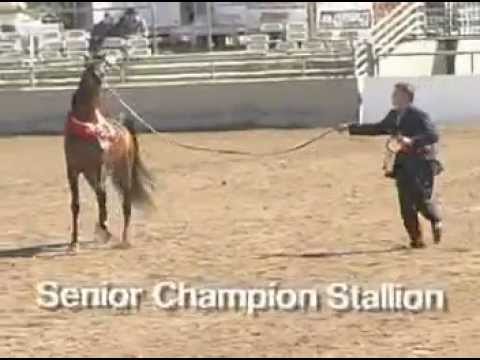 Reserve Champion - Gazal al Shaqab - http://www.pedegru.com/animal/gazal-al-shaqab