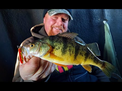 Jumbo Perch: Tactics, Locations & Underwater Strikes