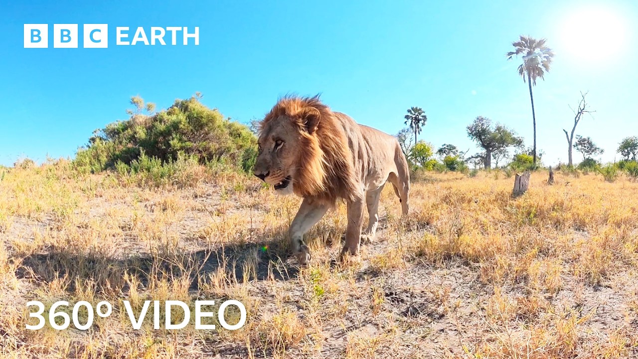 An Unfiltered Immersive Journey Through the Okavango Delta | 360º 4K Video | BBC Earth