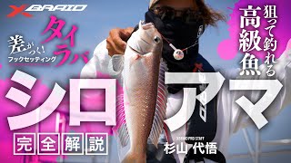 【差がつく！タイラバフックセッティング】シロアマ完全解説