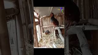 Download lagu Puyuh Gonggong Gacor | Suara burung puyuh gonggong gacor mp3