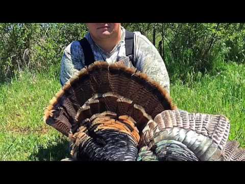 turkey-hunting-with-woto
