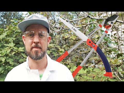 Too Big To Prune? Nope! Here Are Some Pruning Tips as We Prune a BIG Fig Tree