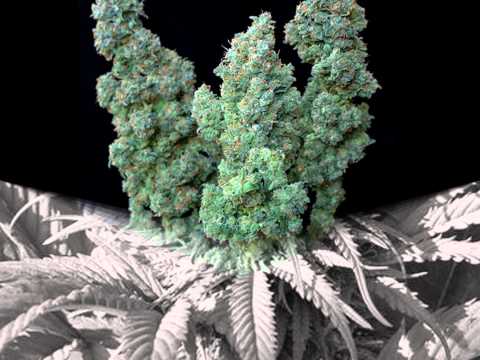 ALTER " Kolejny Taki Numer "