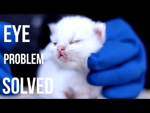 കണ്ണിൽ പഴുപ്പ് വന്ന് അടയുന്ന പ്രശ്നം പരിഹരിക്കാം | Treating Eye  Infection In Kittens |