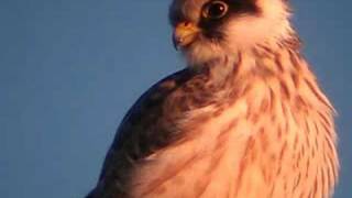 preview picture of video 'Red-footed Falcon, September 9, 2007, Torhamns udde, Sweden'