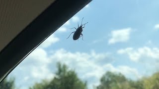 how FAST do you have to drive to blow  a “stink bug” off your car window