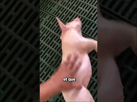 Ce Propriétaire Était Inquiet Pour Son Cochon 🐷