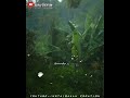 Kollimalai Saralile Tamil WhatsApp Love Status Ilayaraja75 Swarnalatha Isaigani Rainy Climate