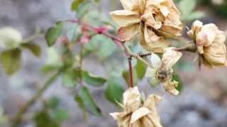Keeper of the Mountain - Jennifer Castle