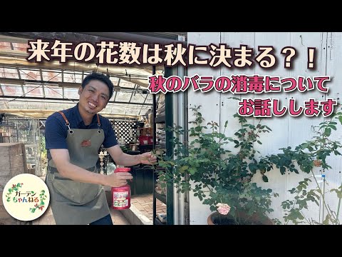 園芸 バラの茂みの病気