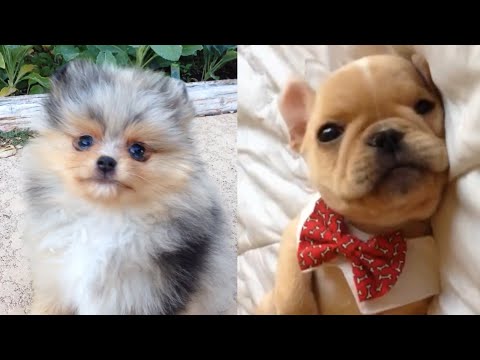All The Puppies | Cute Dog Video Compilation 2017